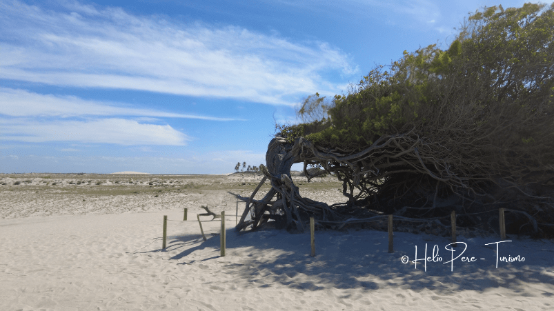 A Árvore da Preguiça de Jericoacoara: Um Ícone Natural e Atração Turística