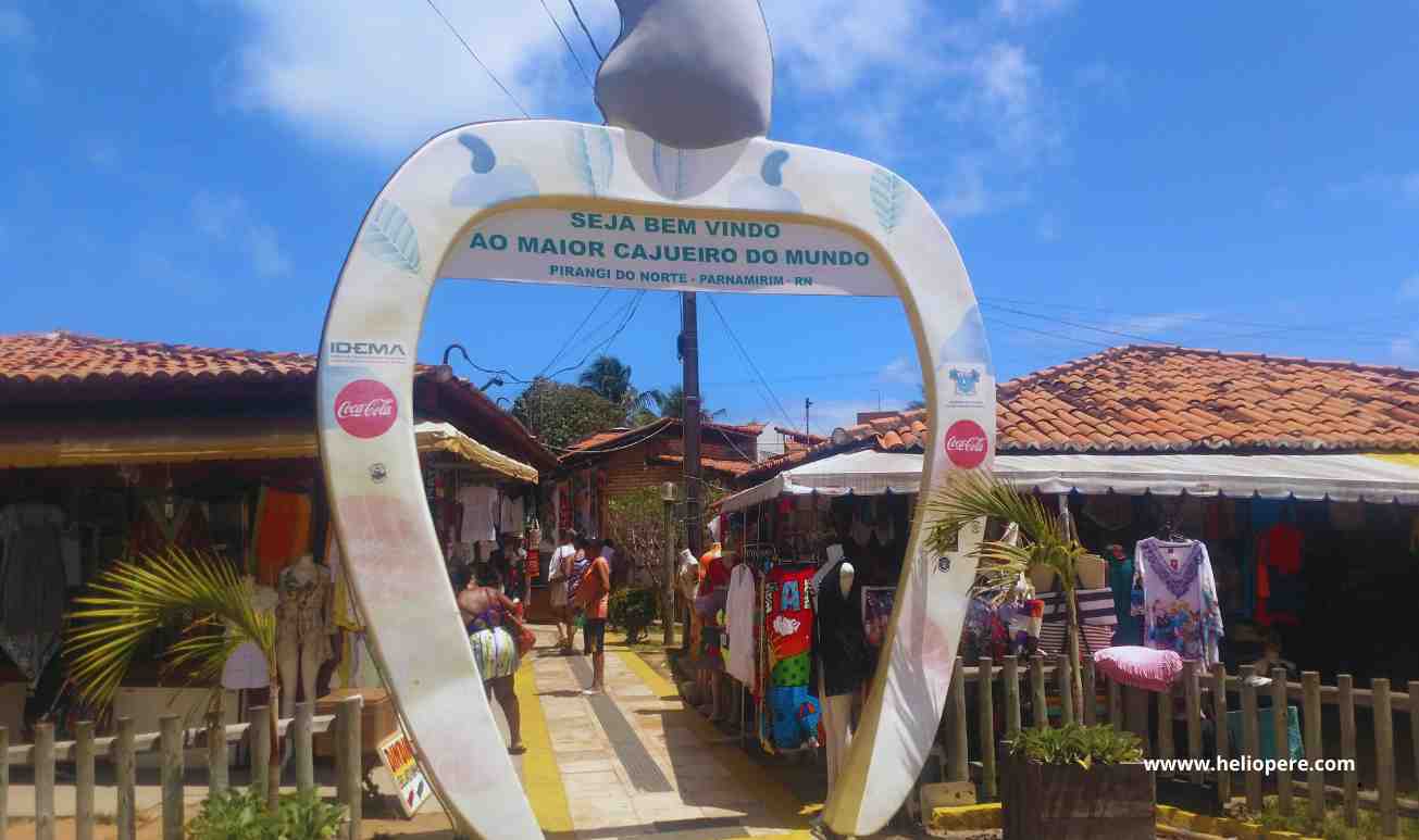 O Maior Cajueiro do Mundo: Uma Maravilha Natural em Pirangi