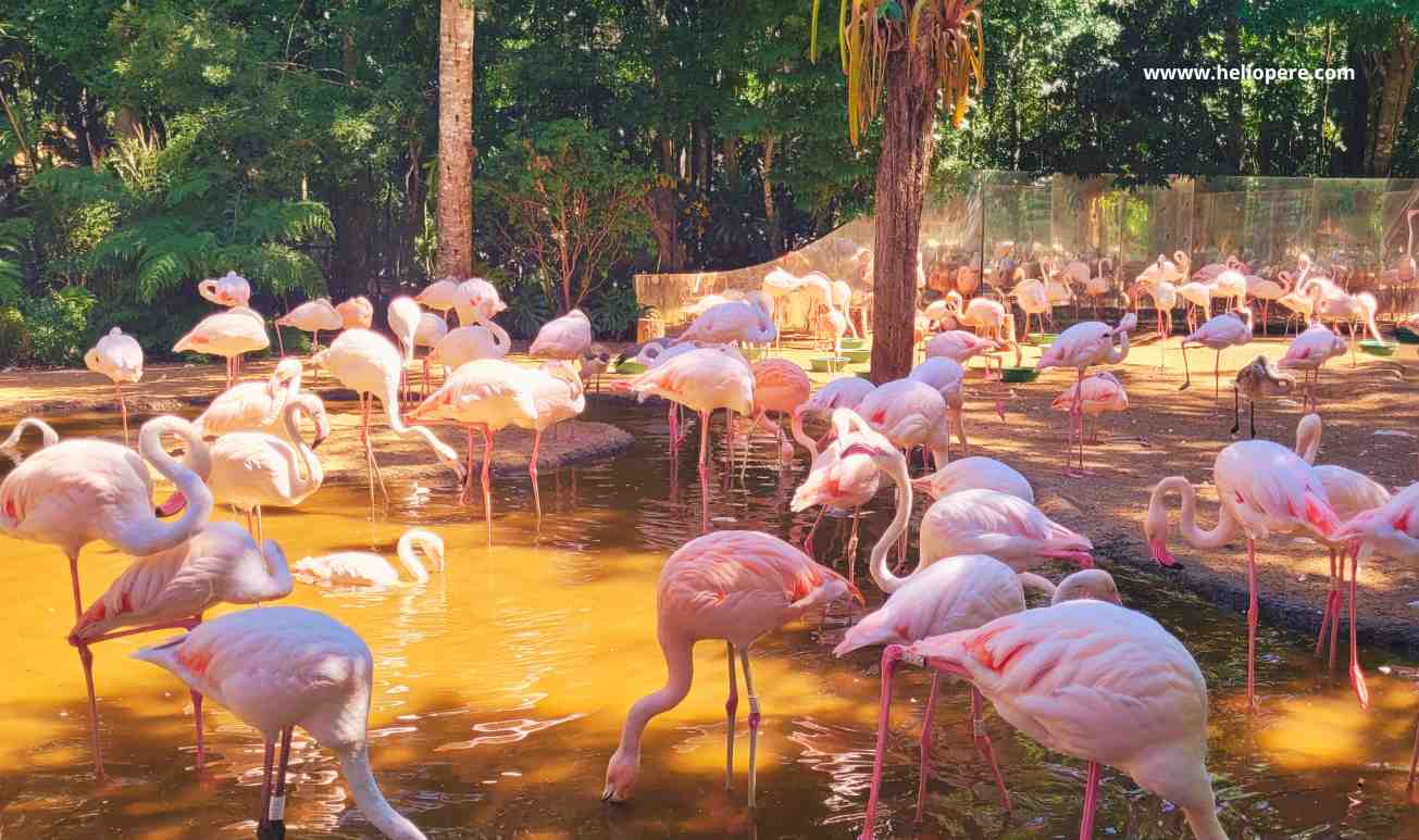 Um Dia no Parque das Aves: Descubra as Belezas de Foz do Iguaçu