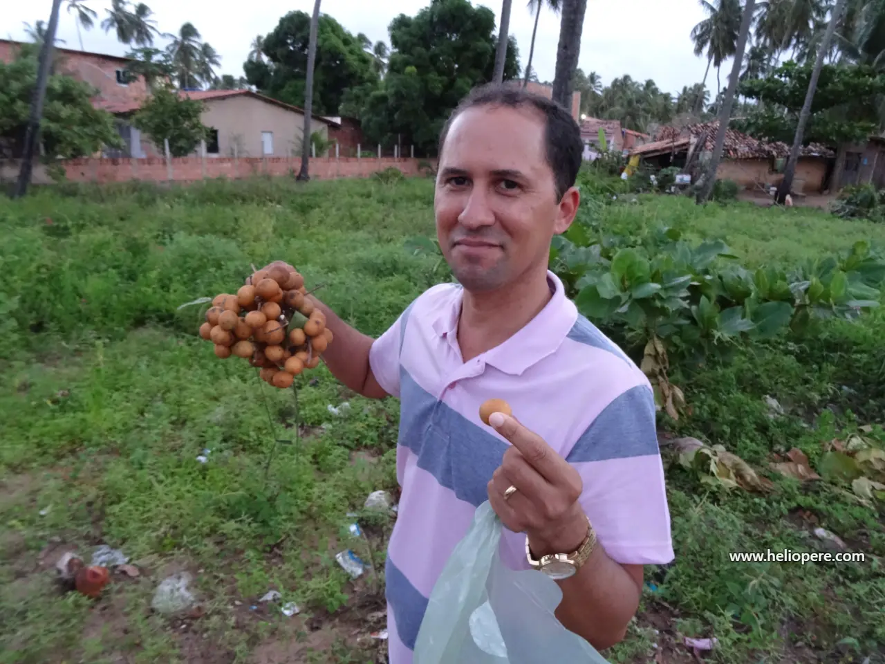 Pitomba na estrada pra Porto de Galinhas: o achado do cearense